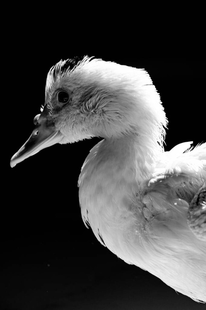 White duck standing close to the camera, domesticated wild animal, with sharp lighting and details. Real photo of a real animal. - Photo, Image