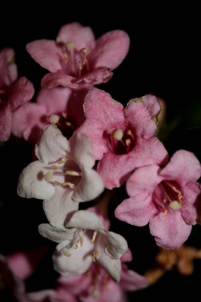 Bloesem bloesem close-up achtergrond weigela florida familie caprifoliaceae botanische hoge kwaliteit grote maat prints - Foto, afbeelding