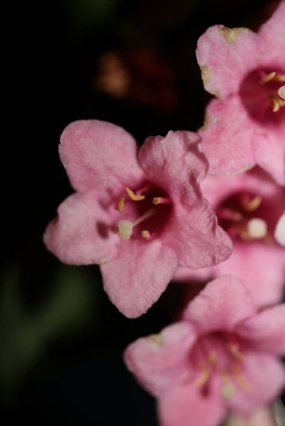 Άνθη λουλουδιών close up background weigela florida family caprifoliaceae βοτανική υψηλής ποιότητας εκτυπώσεις μεγάλου μεγέθους - Φωτογραφία, εικόνα