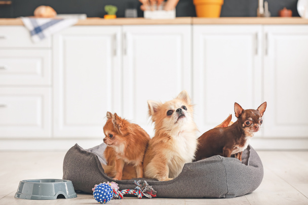 Chihuahua mignon chiens dans le lit pour animaux de compagnie à la maison - Photo, image