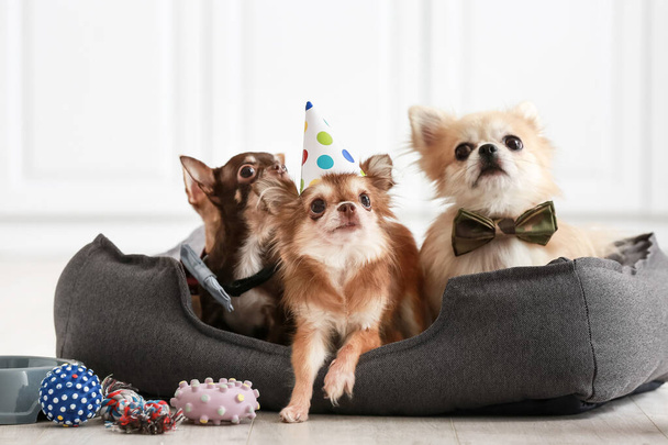 Chihuahua Chiens mignons célébrant anniversaire à la maison - Photo, image