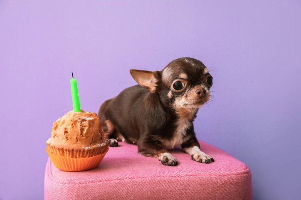 Leuke chihuahua hond met verjaardagstaart op kleur achtergrond - Foto, afbeelding