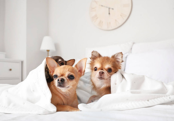 Χαριτωμένα σκυλιά τσιουάουα στο κρεβάτι στο σπίτι - Φωτογραφία, εικόνα