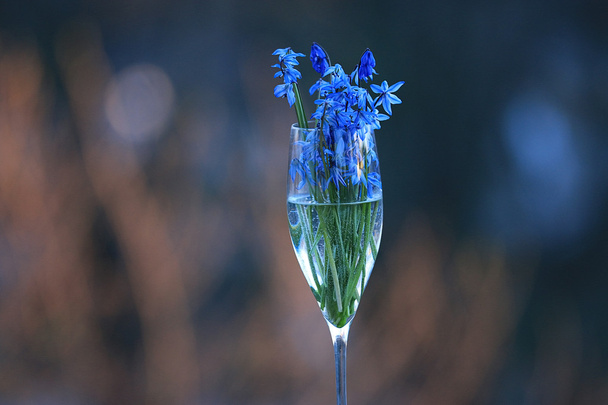 Bouquet of blue spring flowers - Foto, Bild