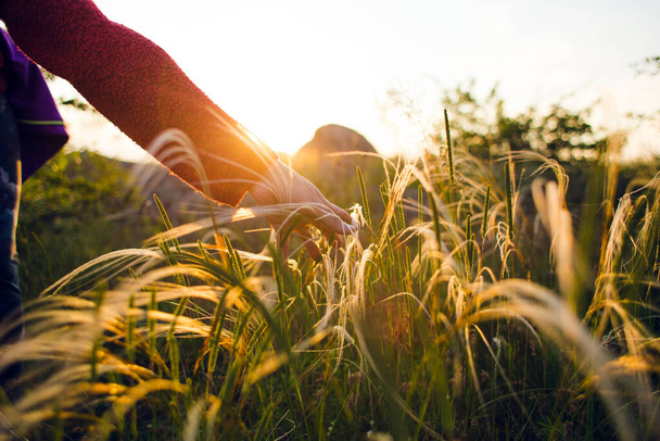 dziewczyna biegnie ręką po wysokiej trawie i dotyka jej podczas spaceru przez pola w świetle zachodu słońca. - Zdjęcie, obraz