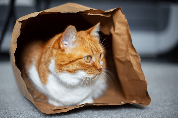 Portret czerwono-białego kota, leżącego na podłodze w eko papierowej torbie. Odwracam wzrok. Widok z bliska. - Zdjęcie, obraz