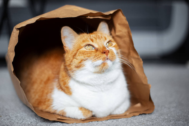 Portrait of red-white cat, looking up, lying on the floor in eco paper bag. - Foto, immagini