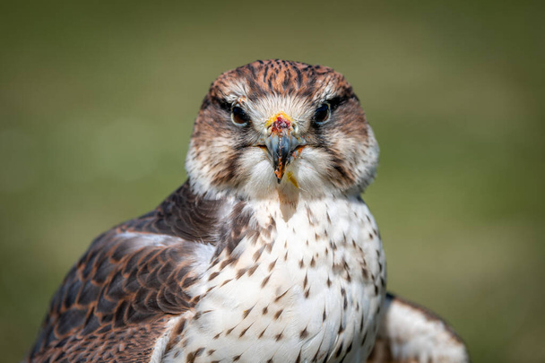Acercamiento retrato de un halcón saco, Falco cherrug, mientras mira hacia adelante a la cámara. Todavía tiene restos de comida en su pico. - Foto, imagen
