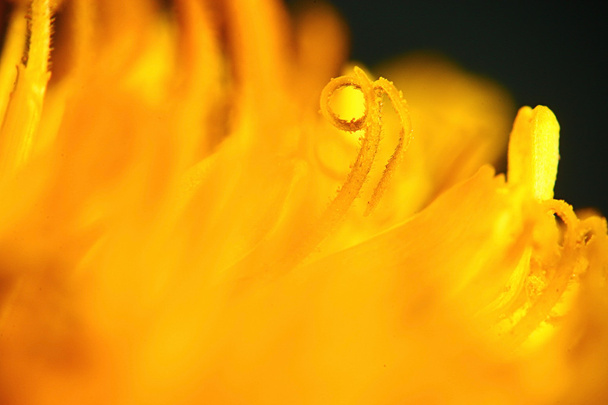 Yellow flower - Fotó, kép