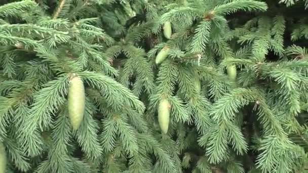 Финская ель (Picea fennica) - вид древесных растений рода Ель семейства Пайн, гибридный вид между обыкновенной ель (Picea abies) и сибирской ель (Picea obovata).). - Кадры, видео