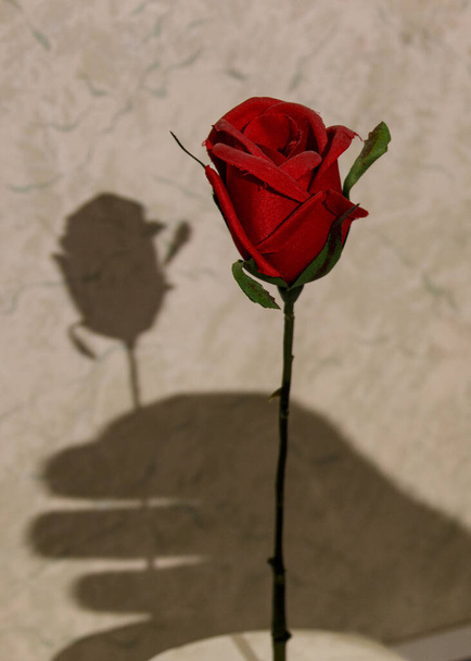 A rose with its shadow being handed to - Zdjęcie, obraz