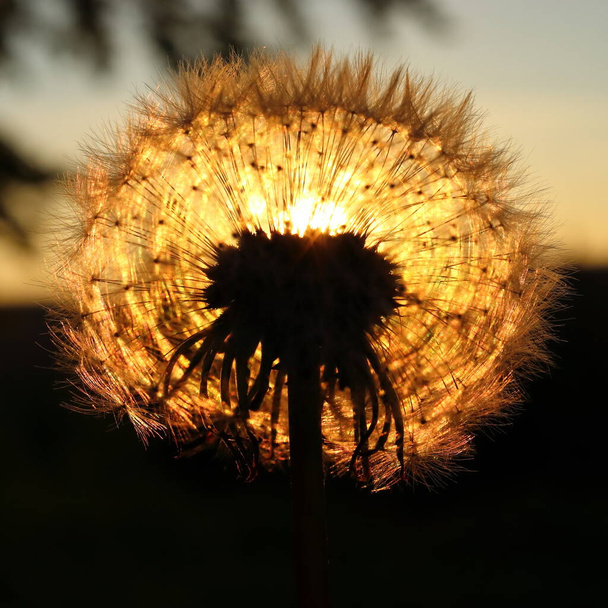 Karahindiba. Batan güneşe karşı çekilen - Fotoğraf, Görsel