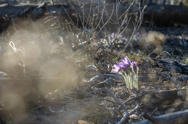 zbliżenie purpurowe kwiaty krokusa - Zdjęcie, obraz