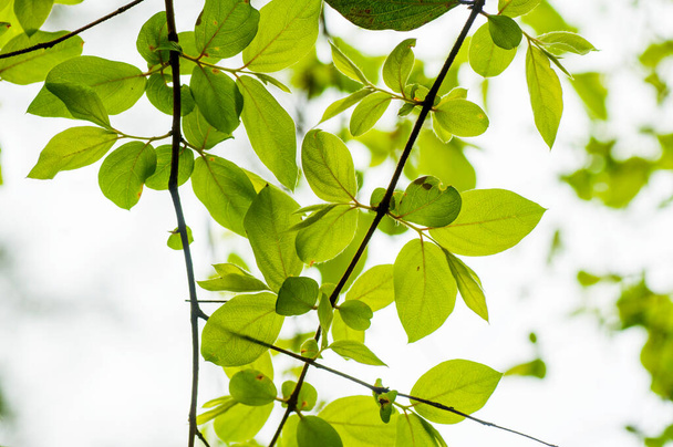 Fond de feuille vert frais, fond naturel abstrait - Photo, image