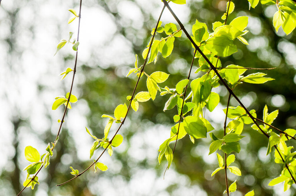Свіжий зелений фон листя, абстрактний природний фон
 - Фото, зображення