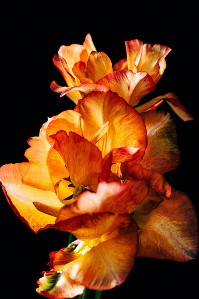 orange tulip on the black background - Foto, immagini