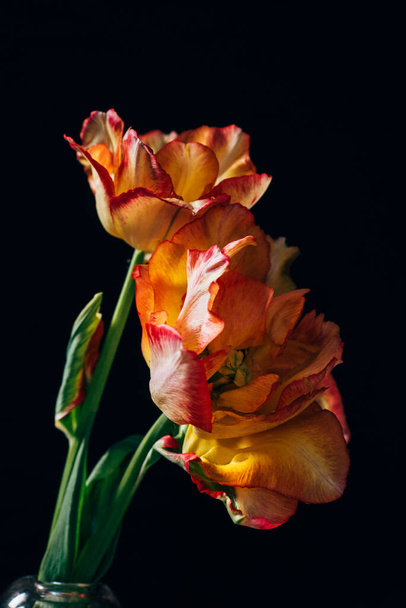 orange tulips on the black background - Фото, изображение