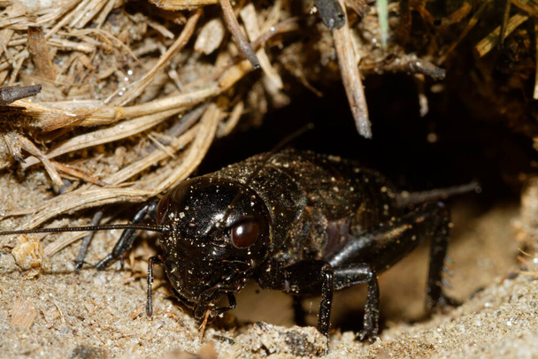 The cricket (Gryllus campestris) in the burrow - Photo, Image