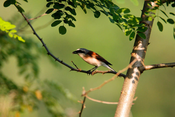The red-backed shrike perched on the branch - Photo, Image