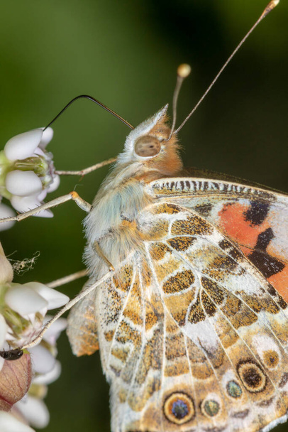 Cynthia cardui (painted lady butterfly) on the flower of the common milkweed - Photo, Image