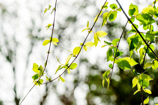 Abstraktní přírodní pozadí, Čerstvé zelené listy pozadí - Fotografie, Obrázek