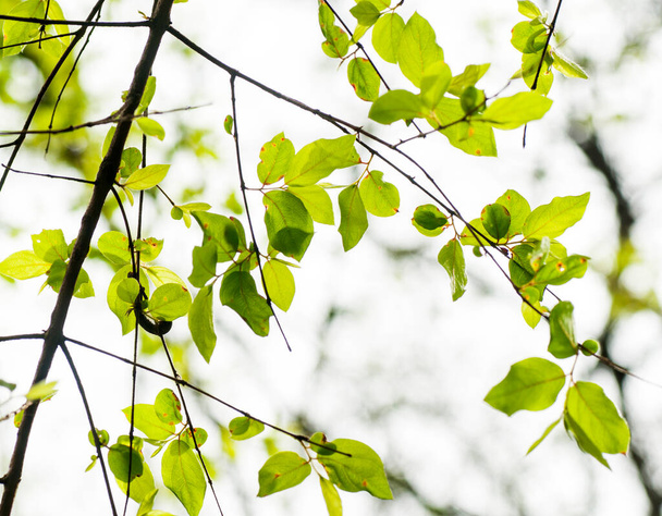  Абстрактний природний фон, свіжий зелений фон листя
 - Фото, зображення