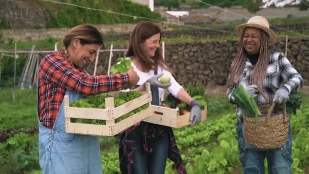 Multiraciální farmářky pracující na venkově s dřevěným košem obsahujícím čerstvou zeleninu - Koncept životního stylu farmářů - Záběry, video