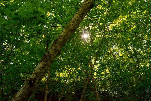 солнечный свет виден за большим деревом. Солнечный свет светит сквозь зеленые ветви лиственных деревьев во время теплого летнего заката. - Фото, изображение