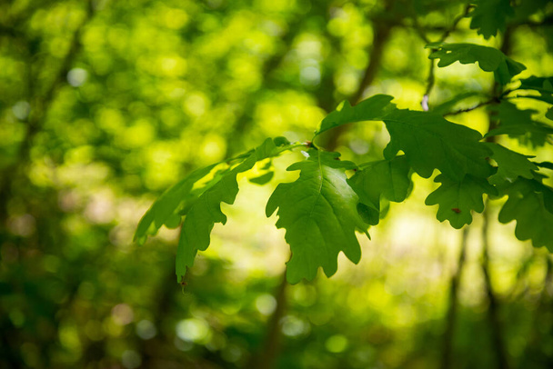 Πράσινο φύλλο δέντρου με μια ηλιαχτίδα στο δέντρο, κοντινό πλάνο. - Φωτογραφία, εικόνα
