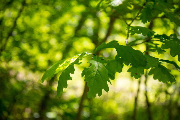 Vihreä lehti puusta auringonpurkaus puussa, lähikuva. - Valokuva, kuva