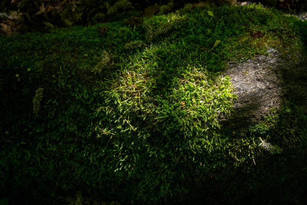 Güzel yeşil yosun yakın plan, yosun dokusu, yosun soyut arkaplan. - Fotoğraf, Görsel