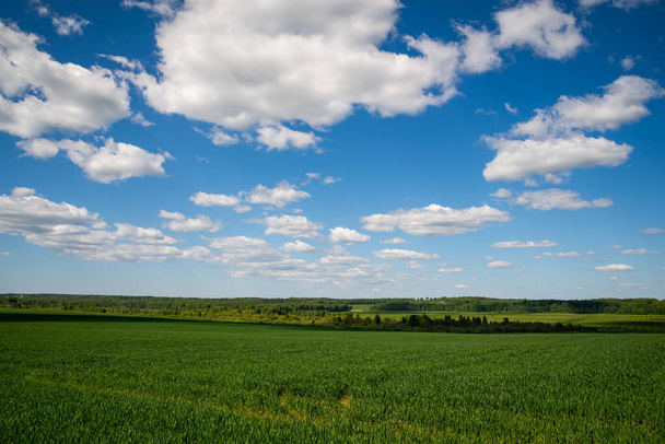 Zelená tráva pole a modré nebe letní krajina pozadí - Fotografie, Obrázek