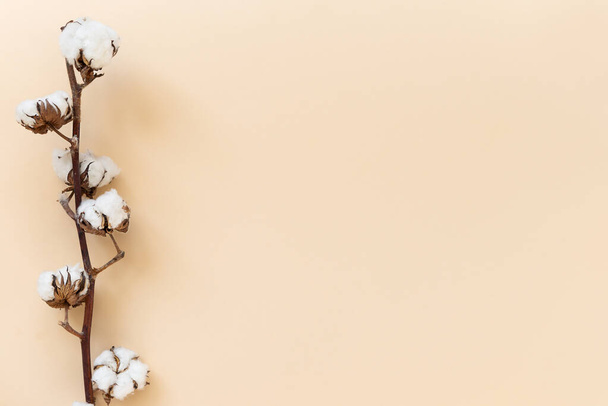Rama con flores de algodón sobre un fondo beige. Orientación horizontal, espacio de copia. - Foto, Imagen