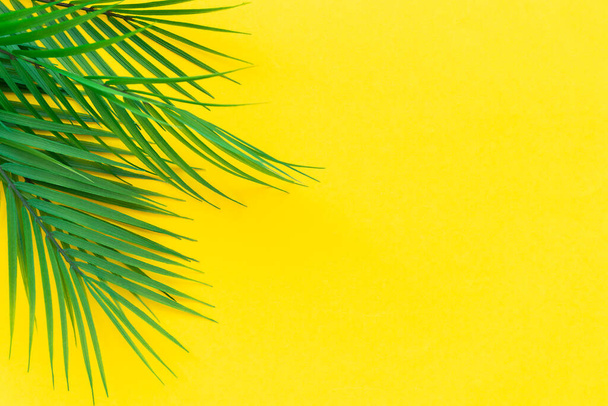 Branches of a palm tree on a yellow background. Horizontal orientation, copy space. - Fotografie, Obrázek