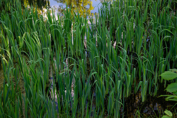 Зеленая трава в озере вода с деревом с зелеными листьями в теплый летний день. - Фото, изображение