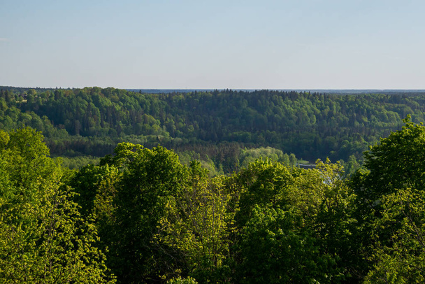 bosque brumoso. horizonte lejano. abeto y pino bosque textura abstracta fondo - Foto, Imagen