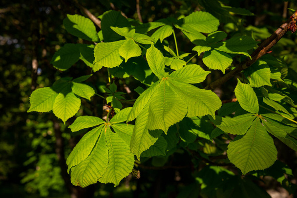 Groene kastanjebladeren in prachtig licht - Foto, afbeelding