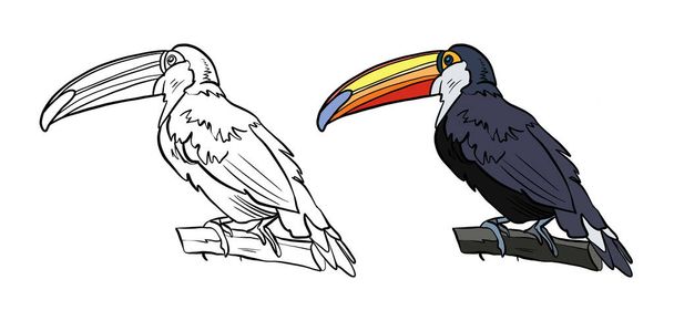 vektor illusztrációja toucan madár - Fotó, kép