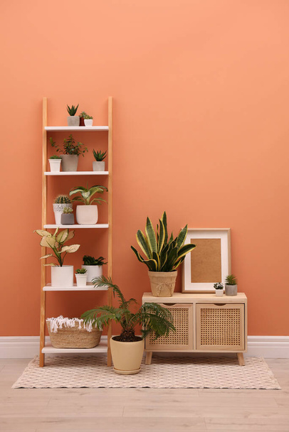 Stylish room interior with decorative ladder and plants near coral wall - Photo, Image