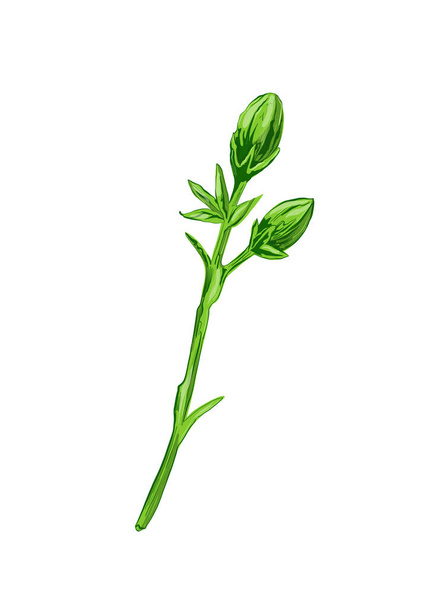 green leaves of a plant. hand drawn illustration. - Foto, afbeelding
