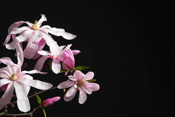 Magnolia tree branches with beautiful flowers on black background, closeup. Space for text - 写真・画像