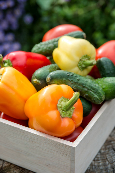 Wooden box with fresh vegetables (tomato, cucumber, bell pepper) in the garden, on the farm. Selective focus, Close up. Space for text. - Foto, Imagen