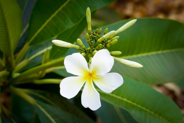 Tropical flower frangipani, Plumeria on branch - Photo, image