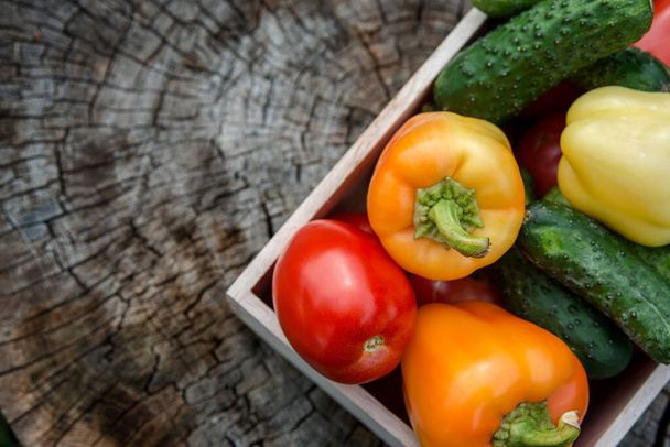 Wooden box with fresh vegetables (tomato, cucumber, bell pepper) in the garden, on the farm. Selective focus, Close up. Space for text. - Foto, Imagen