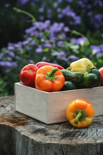 Wooden box with fresh vegetables (tomato, cucumber, bell pepper) in the garden, on the farm. Selective focus, Close up. Space for text. - Фото, изображение
