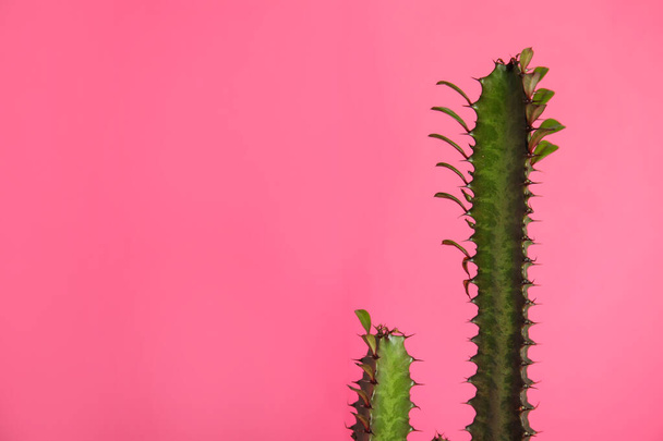 Beautiful cactus on pink background, space for text - Zdjęcie, obraz