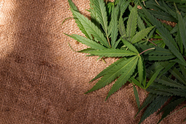 Hojas de cannabis verde fresco en la superficie del saco. Crimen y castigo por posesión de narcóticos. - Foto, imagen