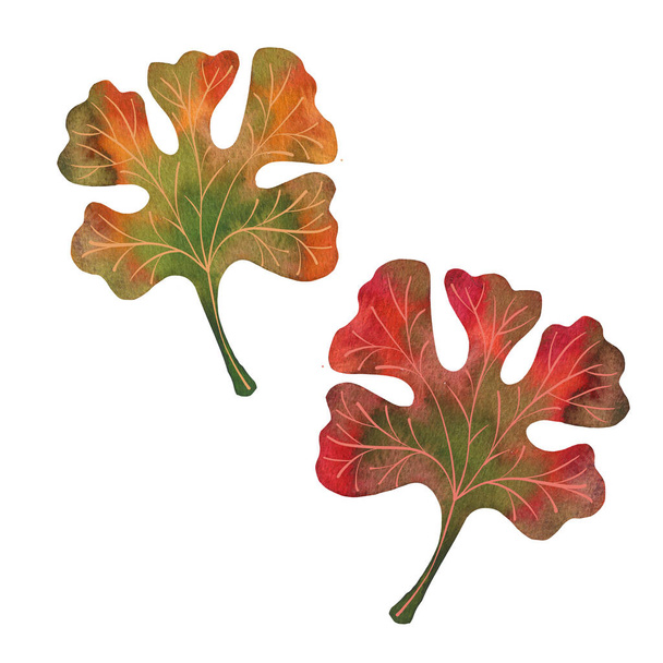 Kızıl Deniz yosunları suluboyayı tasarım elementi olarak bırakır. El çizimi stili. Kızıl deniz bitkileri. Beyaz arkaplanda izole - Fotoğraf, Görsel