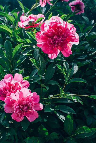 Kaunis kukkivat vaaleanpunainen pioni kukkia kasvaa ulkona puutarhassa. Luonnon kukkatausta. - Valokuva, kuva
