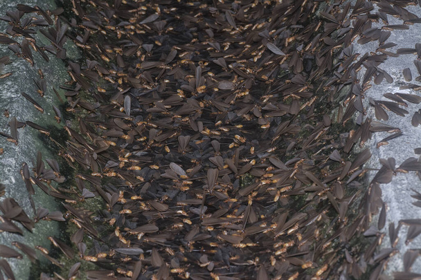 Muchos insectos alados de termitas Alates.  - Foto, imagen
